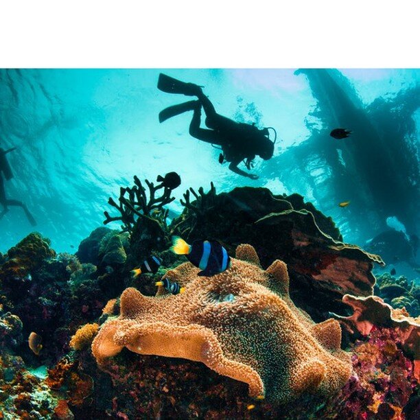 Tubbataha reef lies in the middle of the Sulu Sea, approximately 50km southeast of Puerto Princesa City in Palawan, the most western province of the Philippines