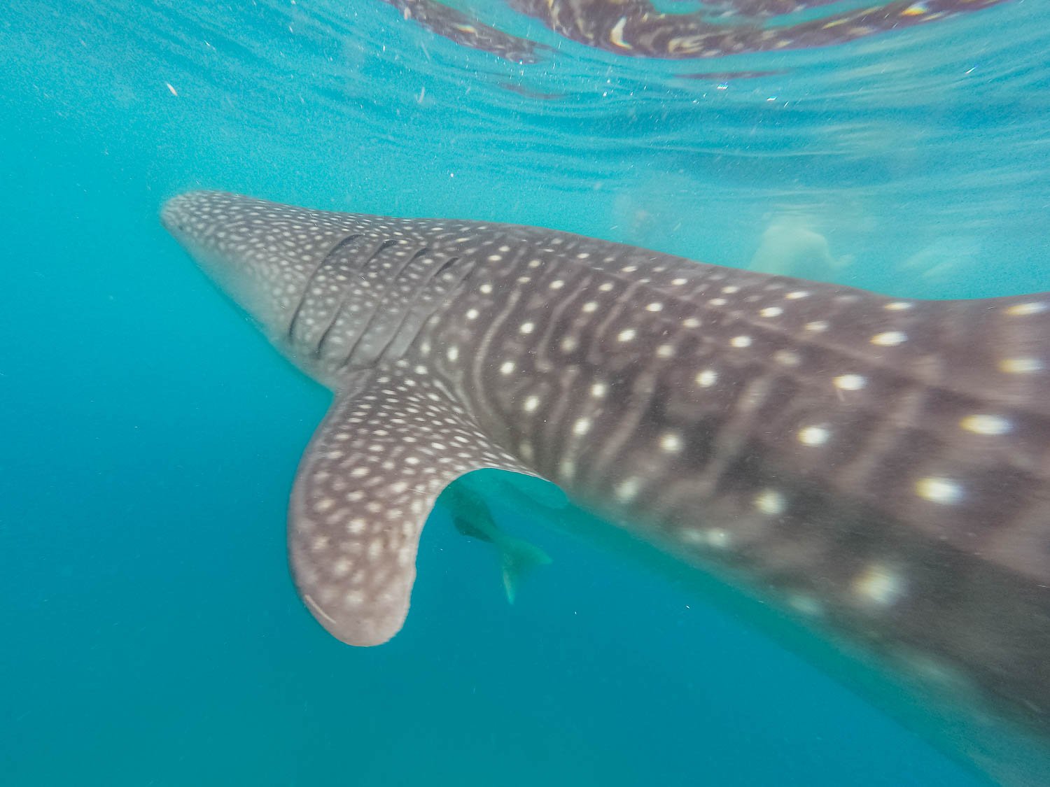 The Whale Shark is known as a "gentle giant"