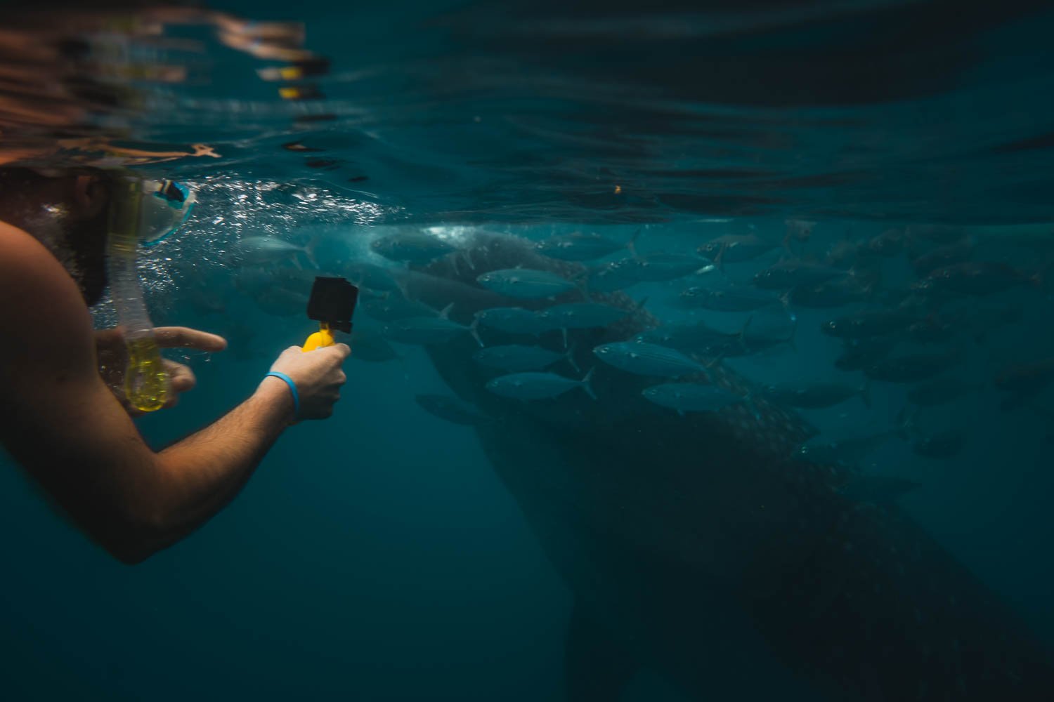 Swim With Whale Sharks Oslob 