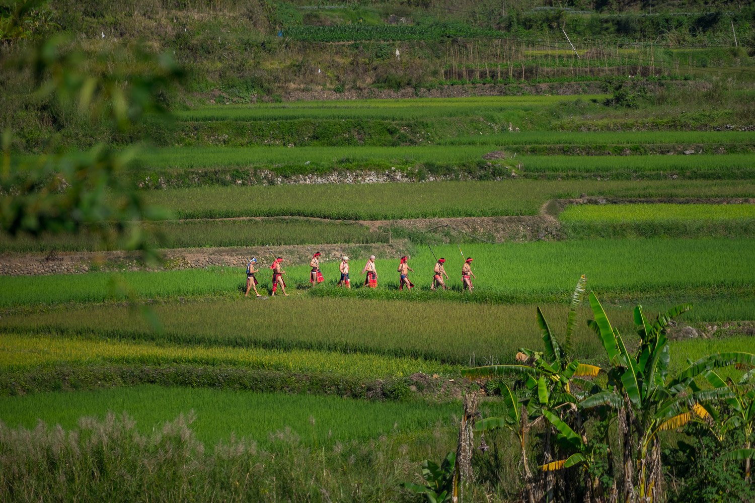 Sagada's Rice Fields