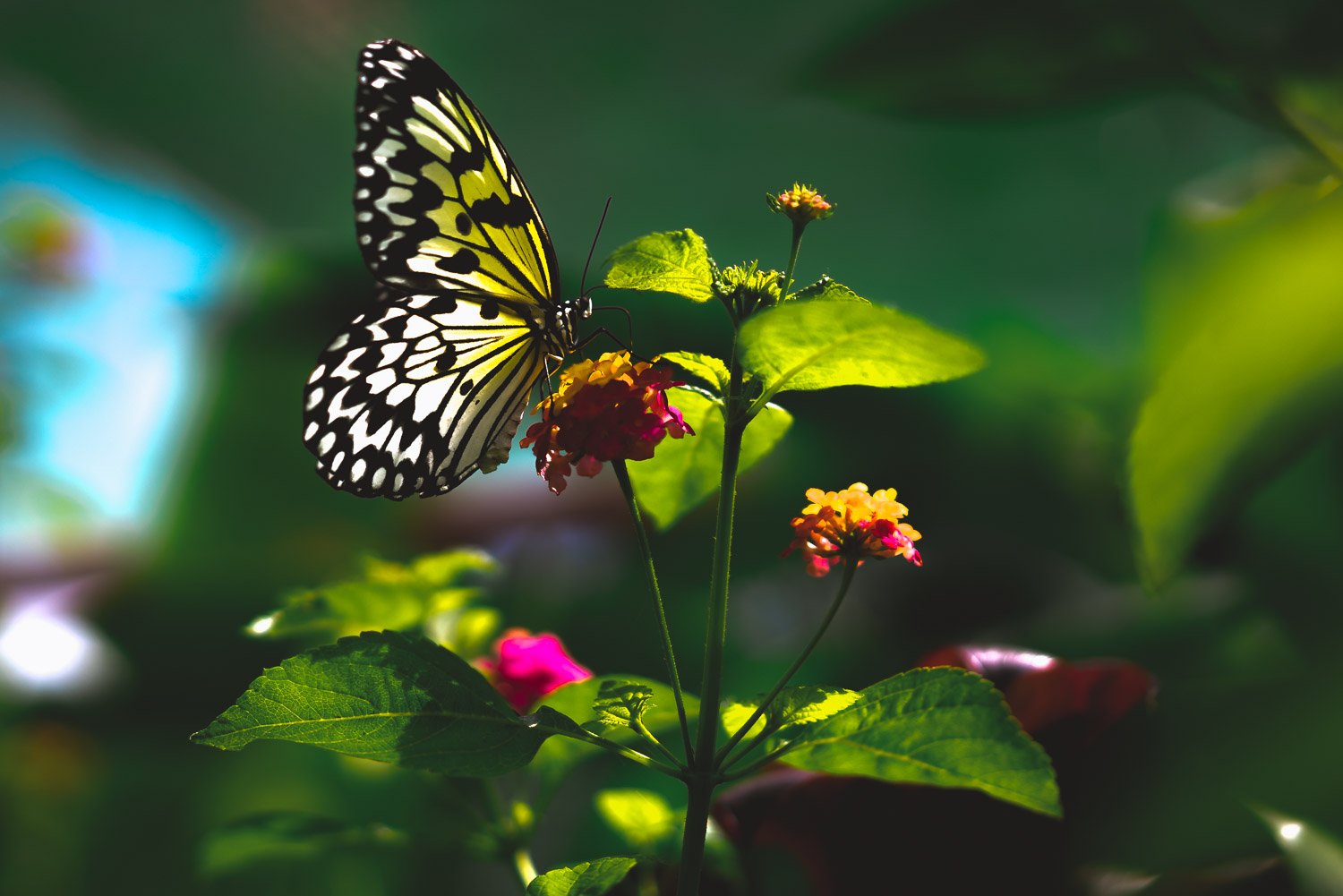 Butterfly Sanctuary in Siquijor