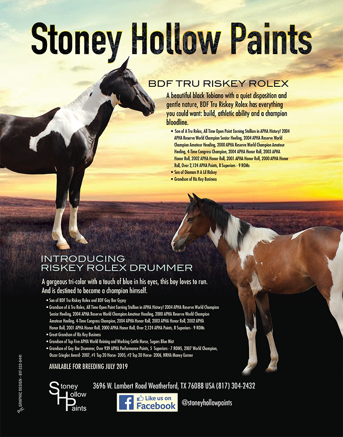 Paint Horse Stallion