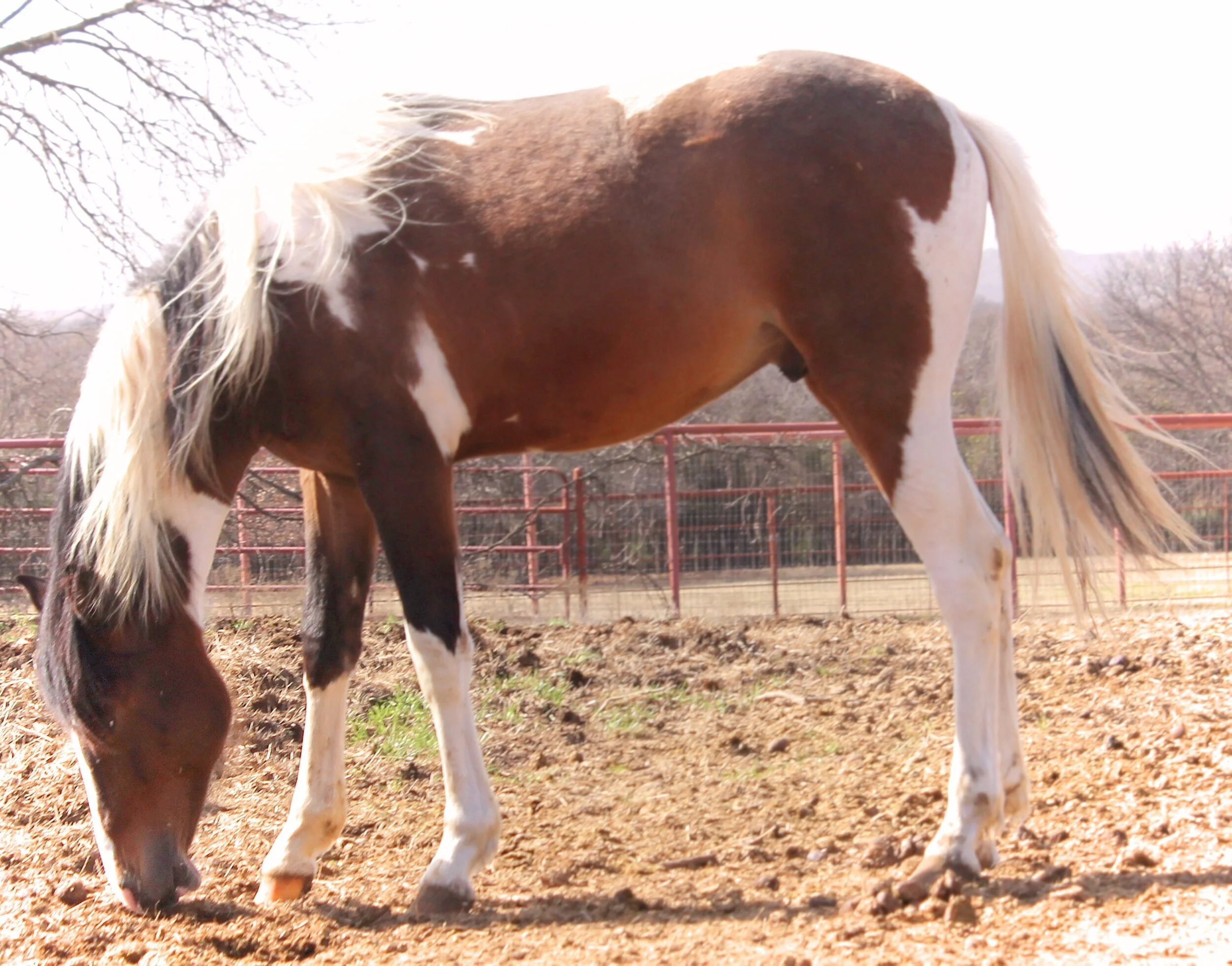 5 TIPS FOR KEEPING YOUR HORSE’S HOOVES HEALTHY — Stoney Hollow Paints