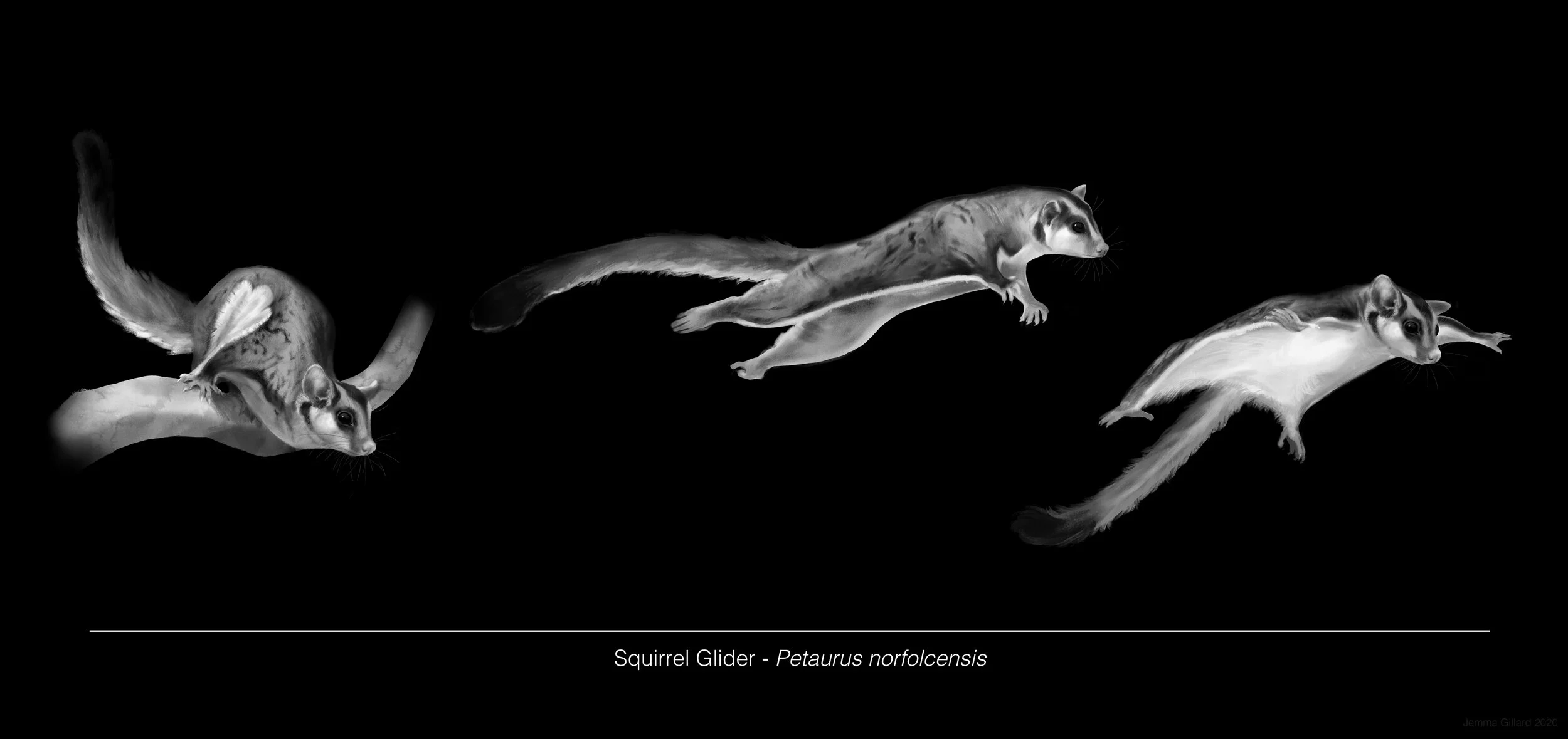 Squirrel Glider Leap - Digital Illustration