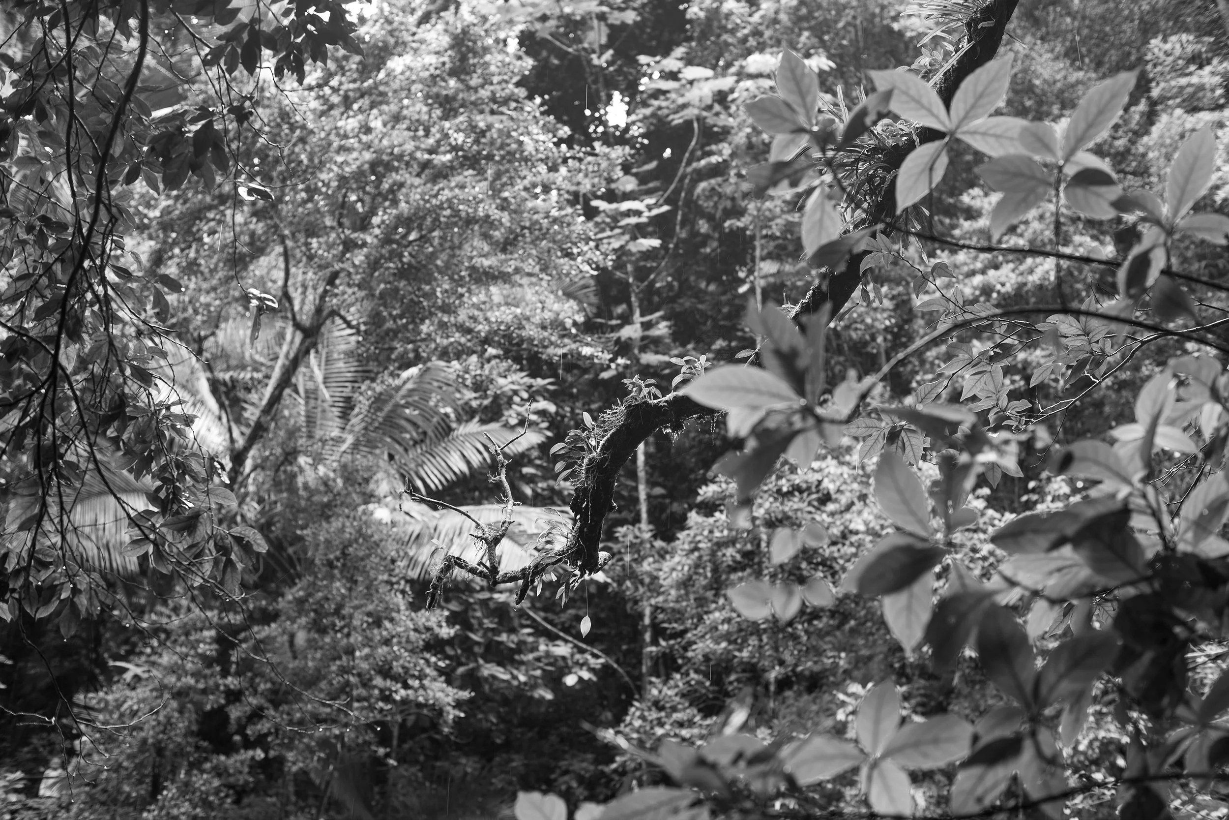  El Yunque after insecticide spray, 2016 