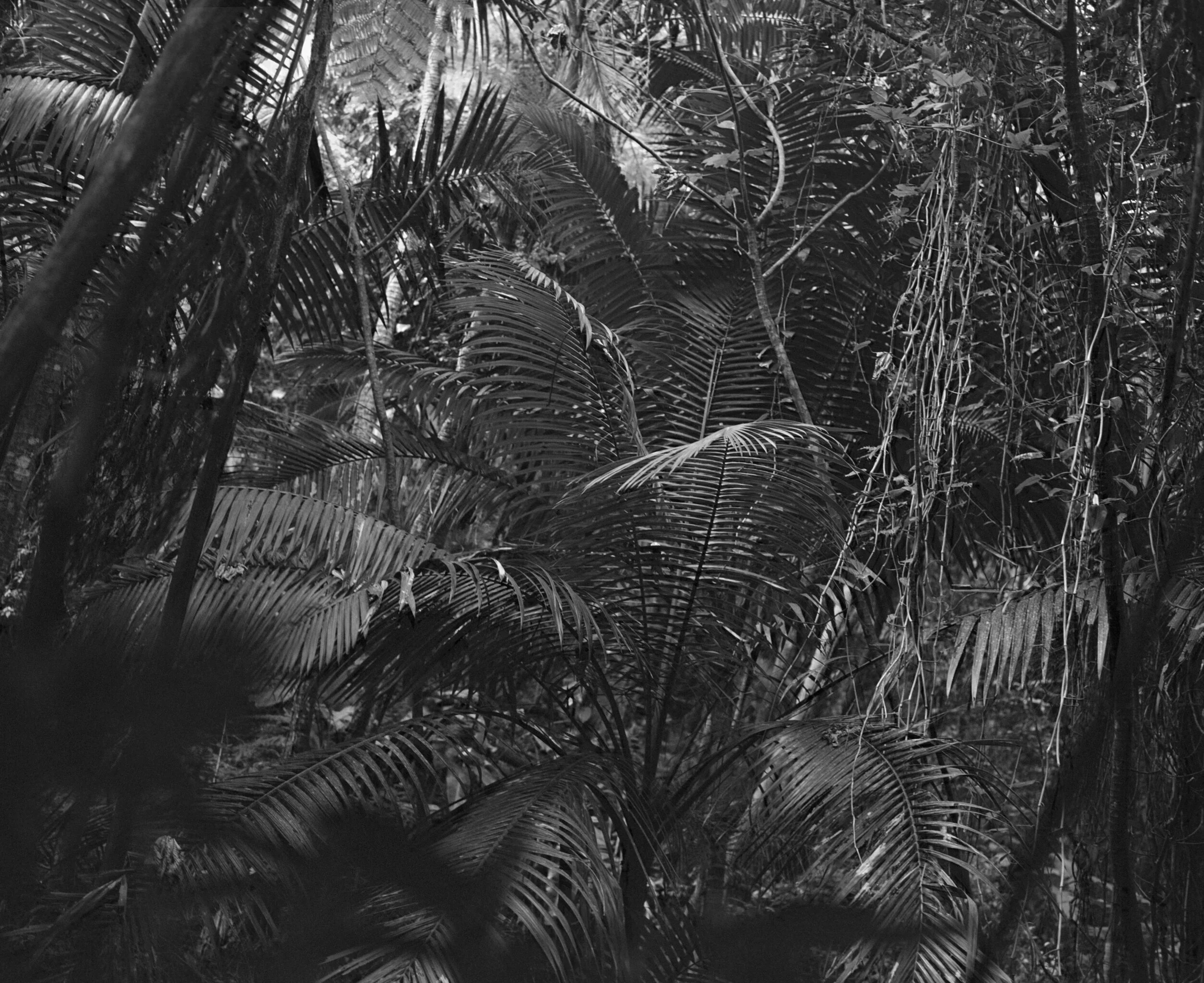  Hand-layered infrared steropair, El Yunque, 2026 