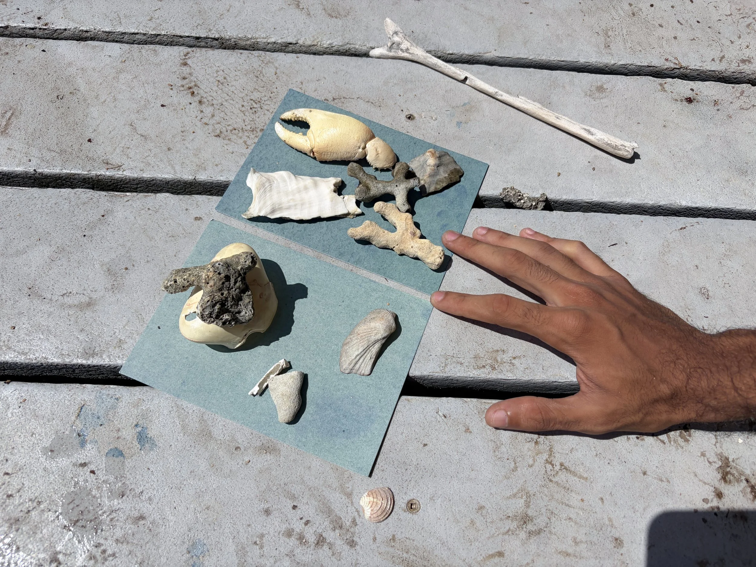  A cyanotype made of rocks formations, discarded crab shells and flora will be returned after making the print 