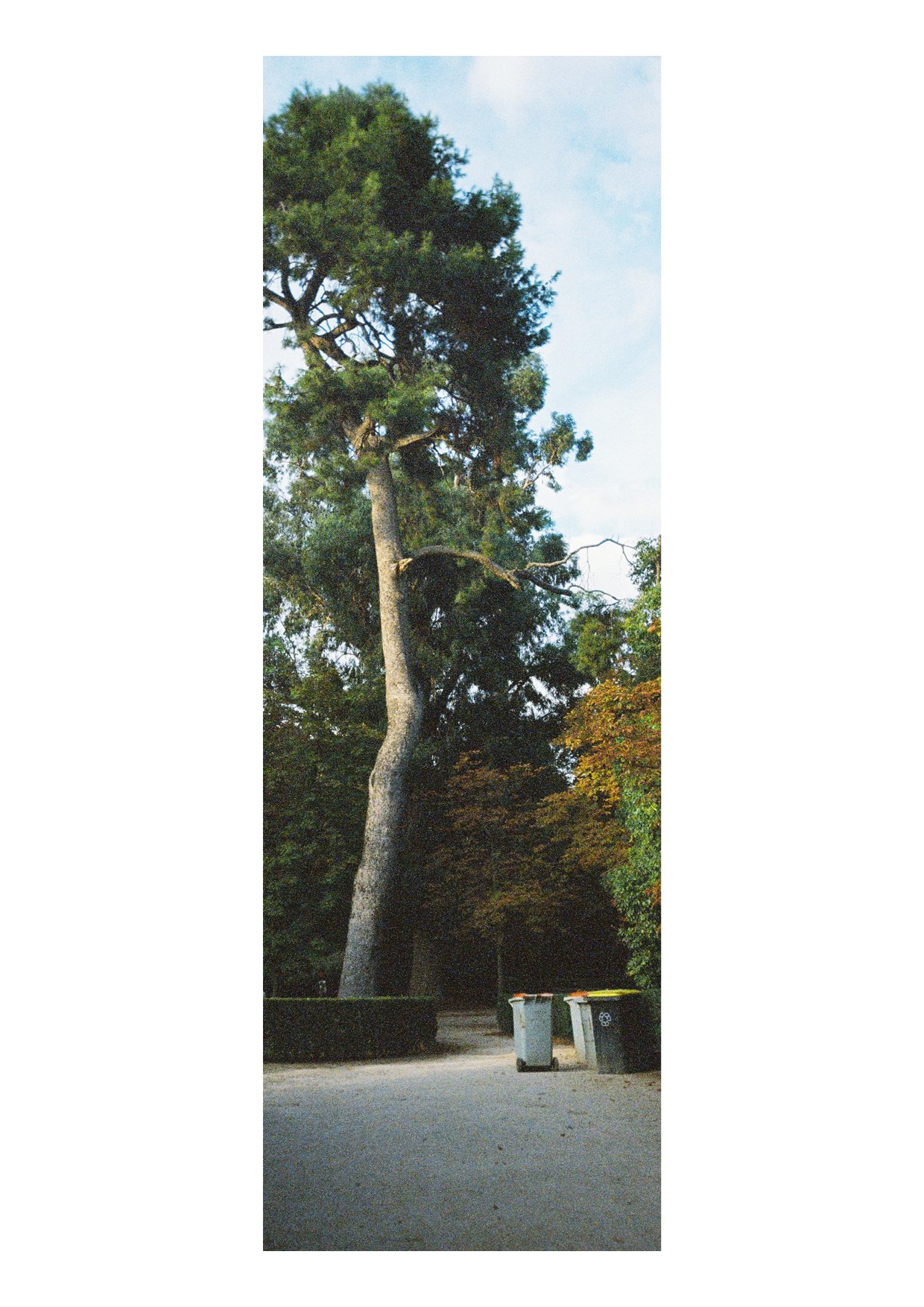 TEC-4-Photo & Multiples-Strollin'-20244.jpg