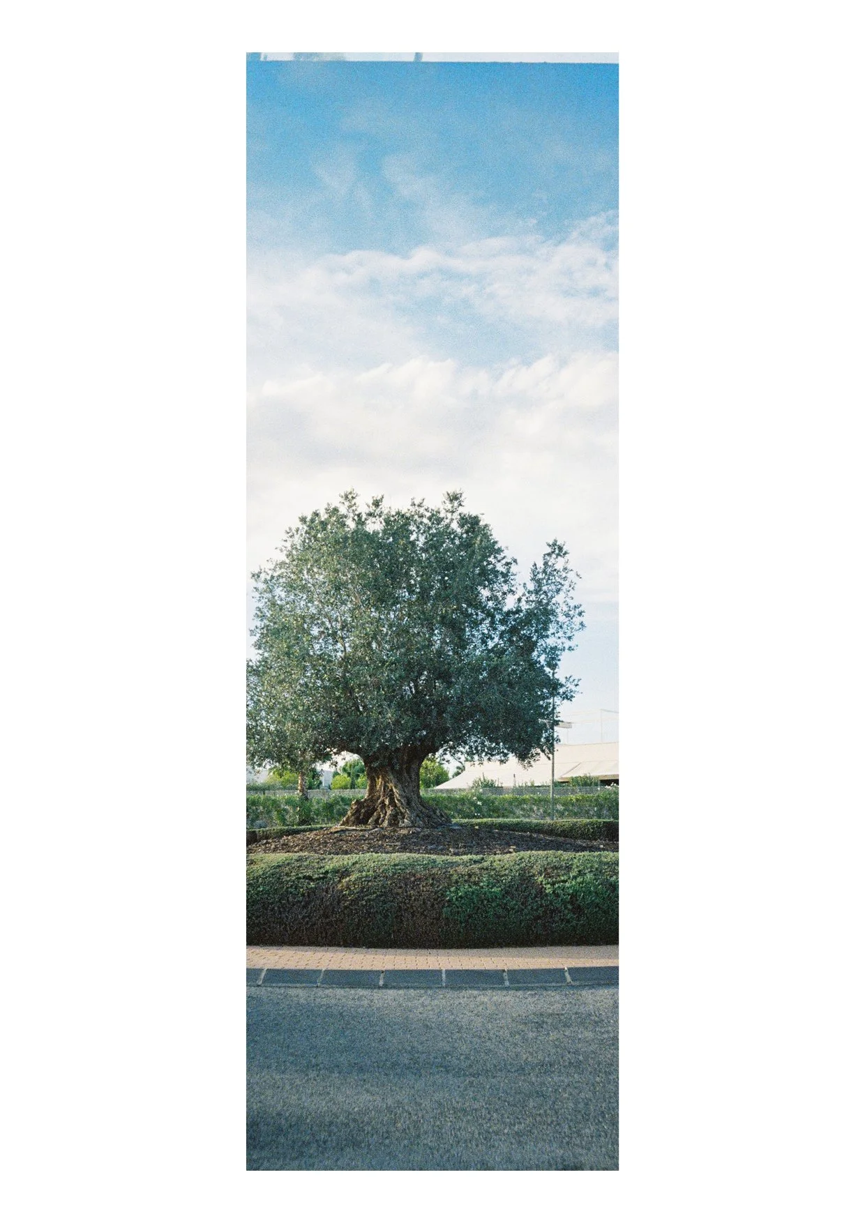 TEC-4-Photo & Multiples-Strollin'-202413.jpg