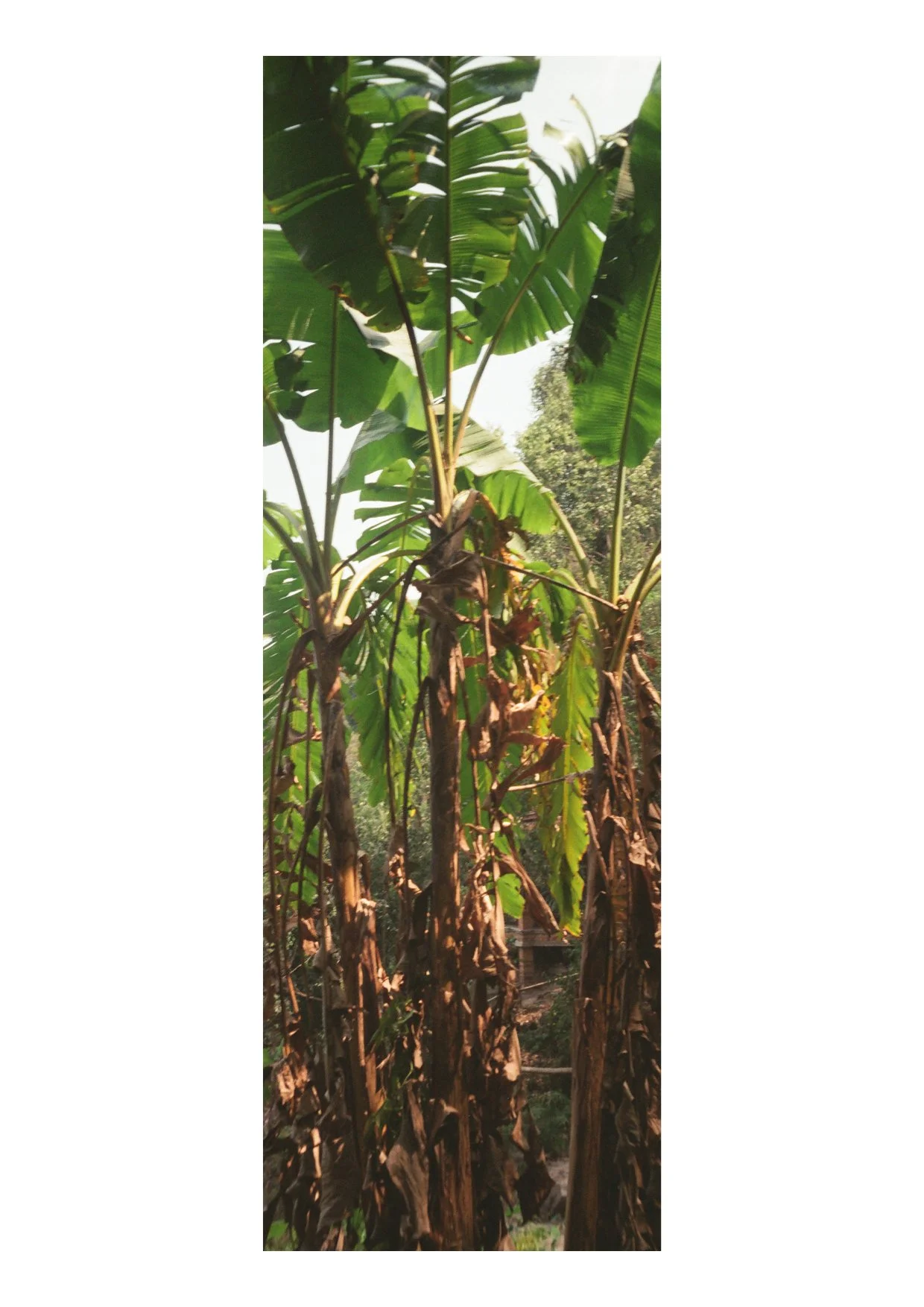 TEC-4-Photo & Multiples-Strollin'-202320.jpg