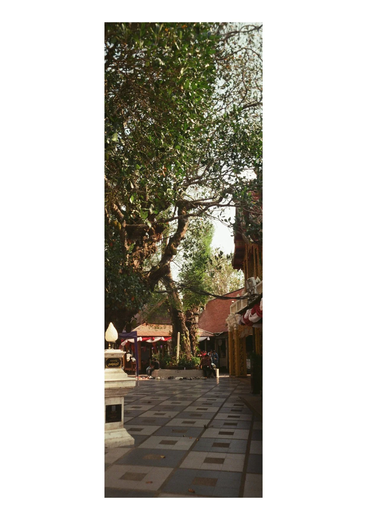 TEC-4-Photo & Multiples-Strollin'-202322.jpg