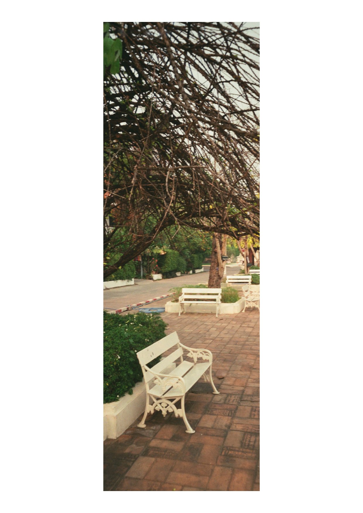 TEC-4-Photo & Multiples-Strollin'-202333.jpg