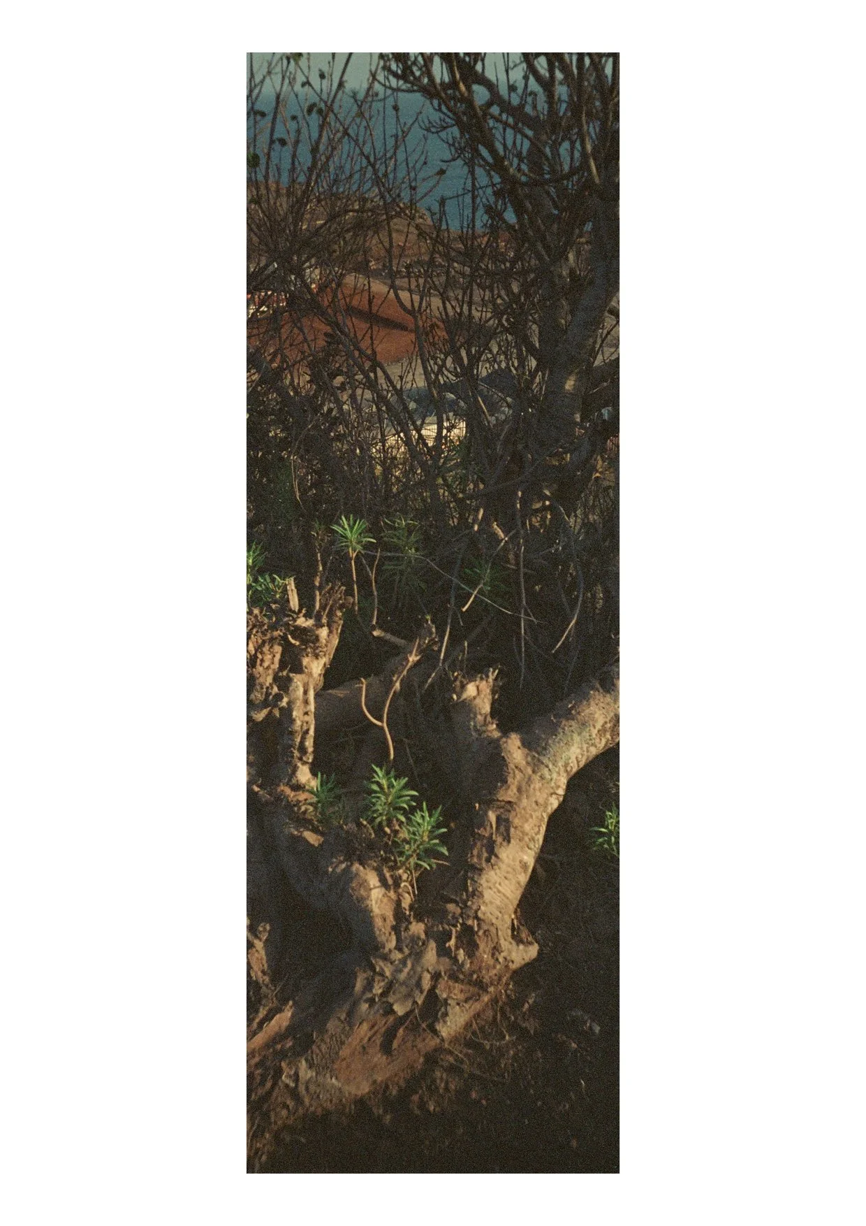 TEC-4-Photo & Multiples-Strollin'-202359.jpg