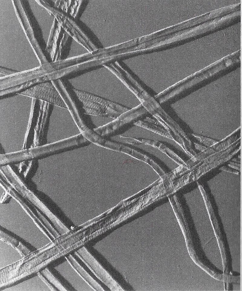 Fig. 1 Image of wood fibers.