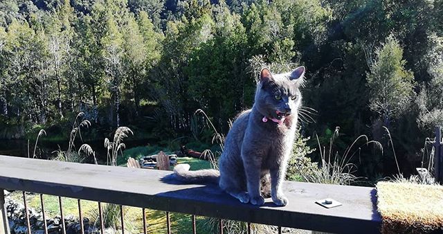 The cats are settling in to #westcoastnz life as well! #hokitika #coffeeroaster #westcoastwildernesstrail