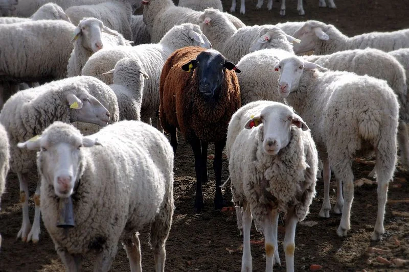 What we can learn from the sheep