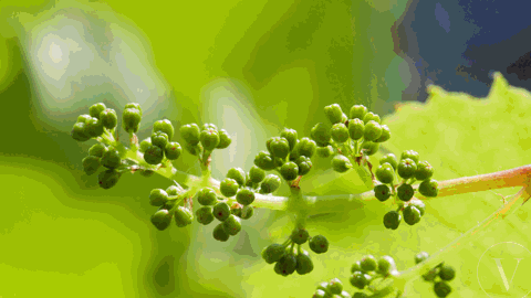 21563 P1_3 Vin Digital Signage 2015.gif