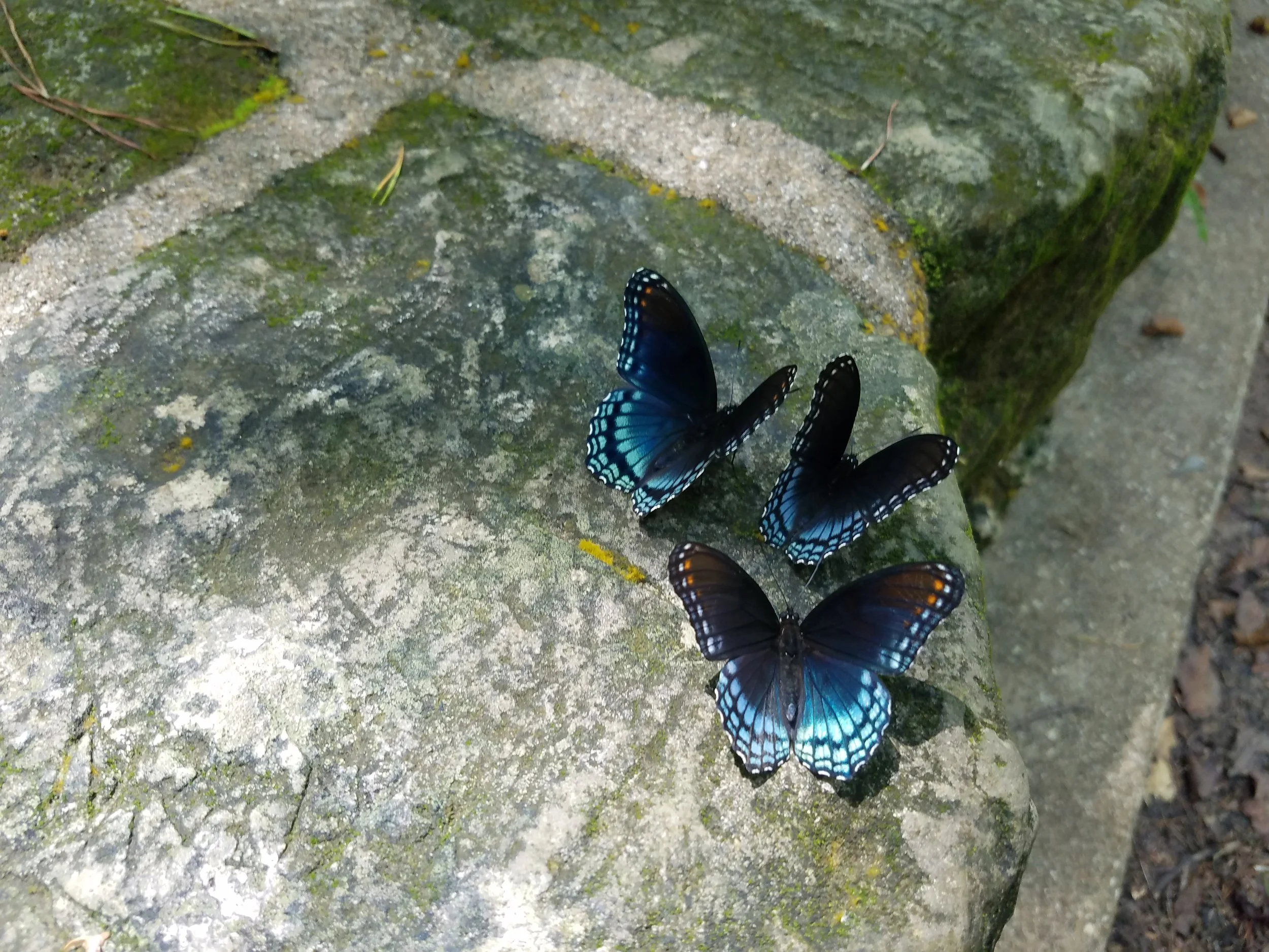 20180825_141254.jpg