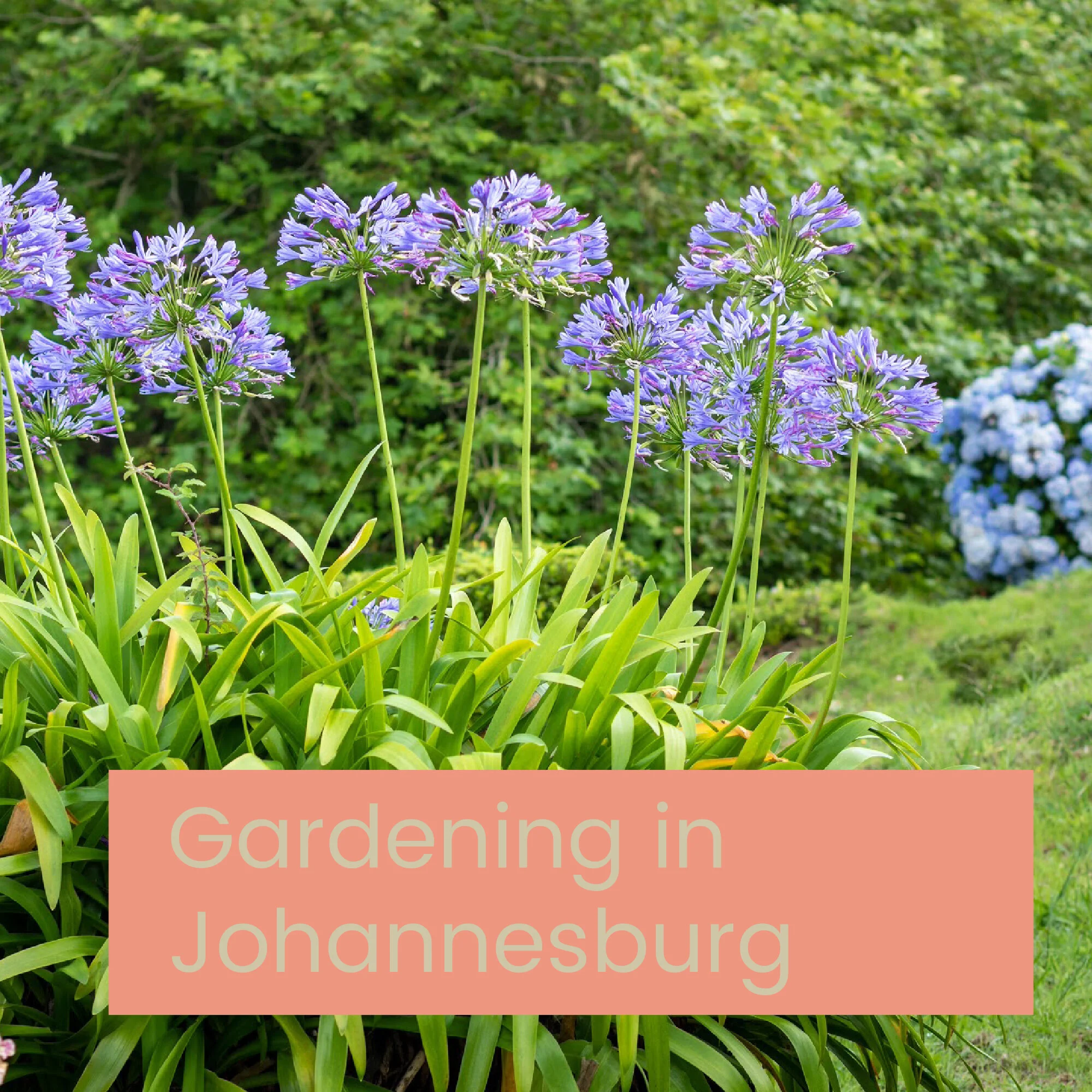 GARDENING IN JOBURG: WHAT TO PLANT WHEN