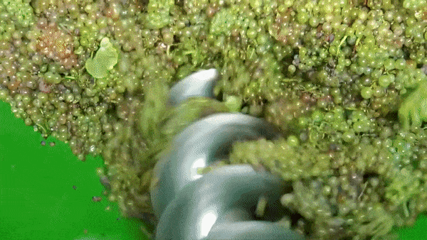 We make wine.gif