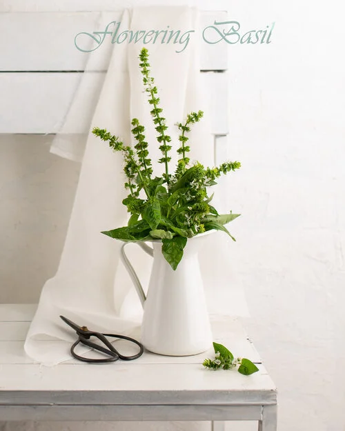 Basil Flower Food Photography, Bangalore India 4 burner studio