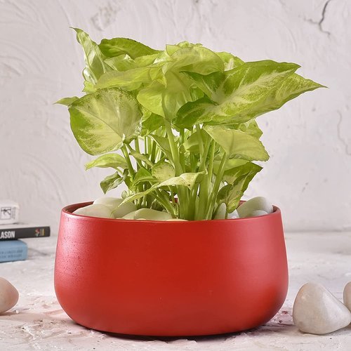 Elemntl+Metal+Planter+Pot+for+Indoor+Plants+&+Flowers.jpg
