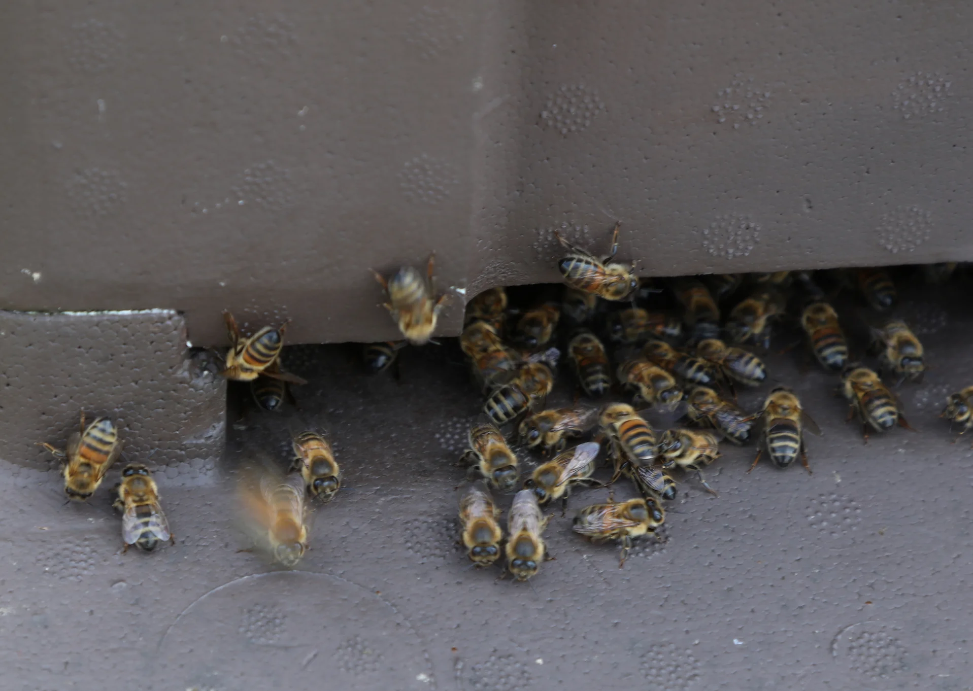 The honeybee (Apis Mellifera)