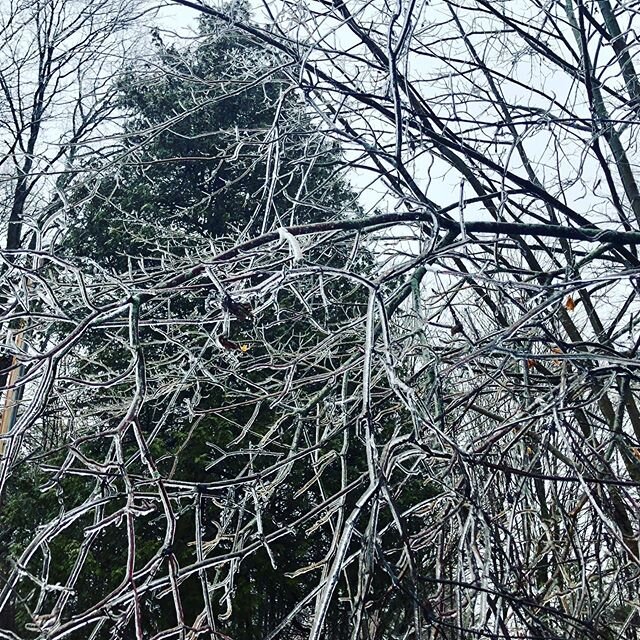 &ldquo;The ice is covering the trees.... &ldquo; #phantompower #icestorm #thehip #somethingon