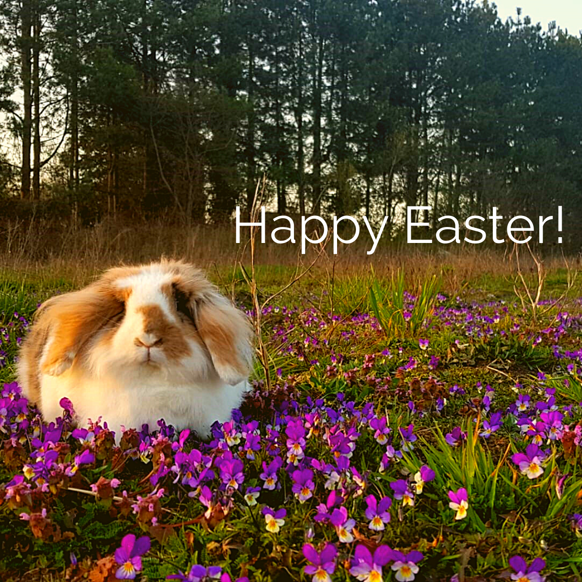 Happy Easter!