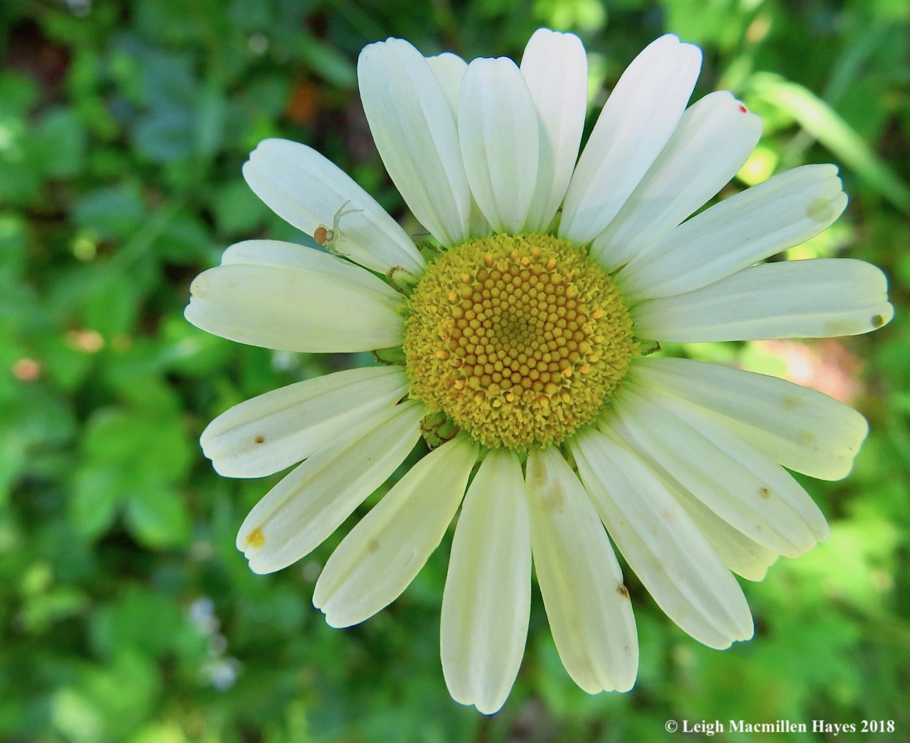 j4-daisy-and-crab-spider.jpg
