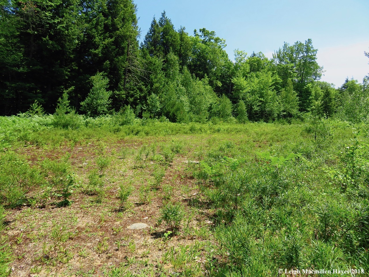 j14-the-field.jpg