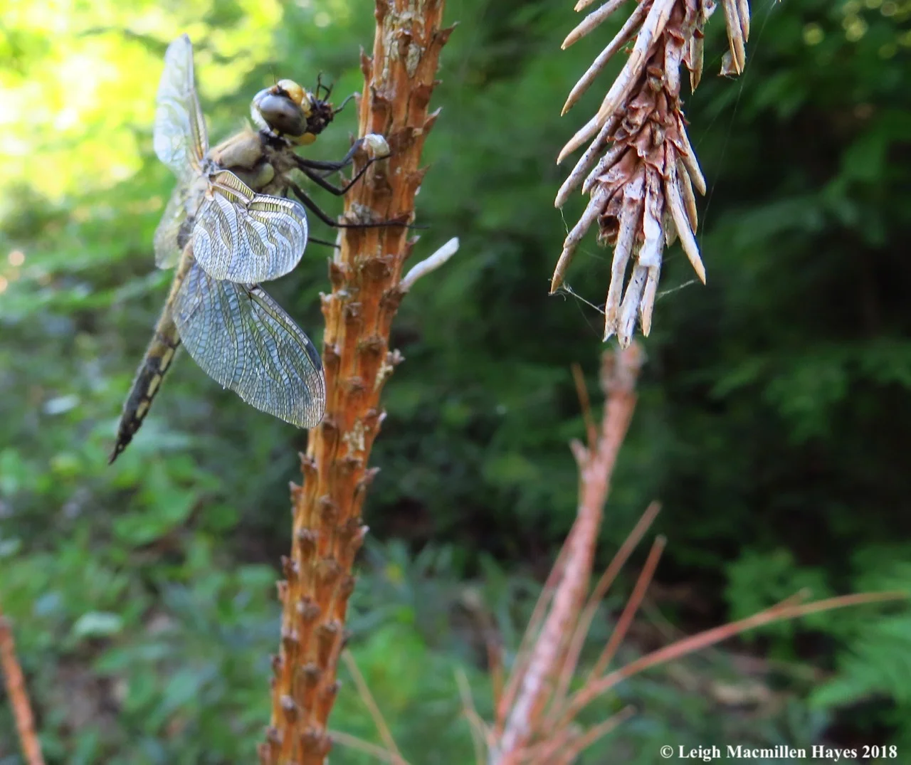 j10-four-spotted-with-food.jpg