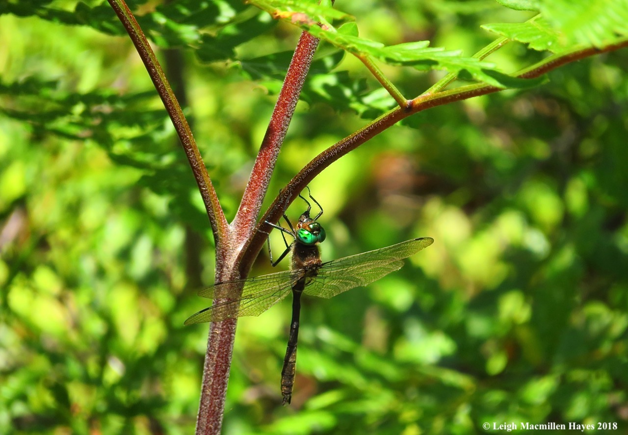 j16-racket-tailed-emerald.jpg