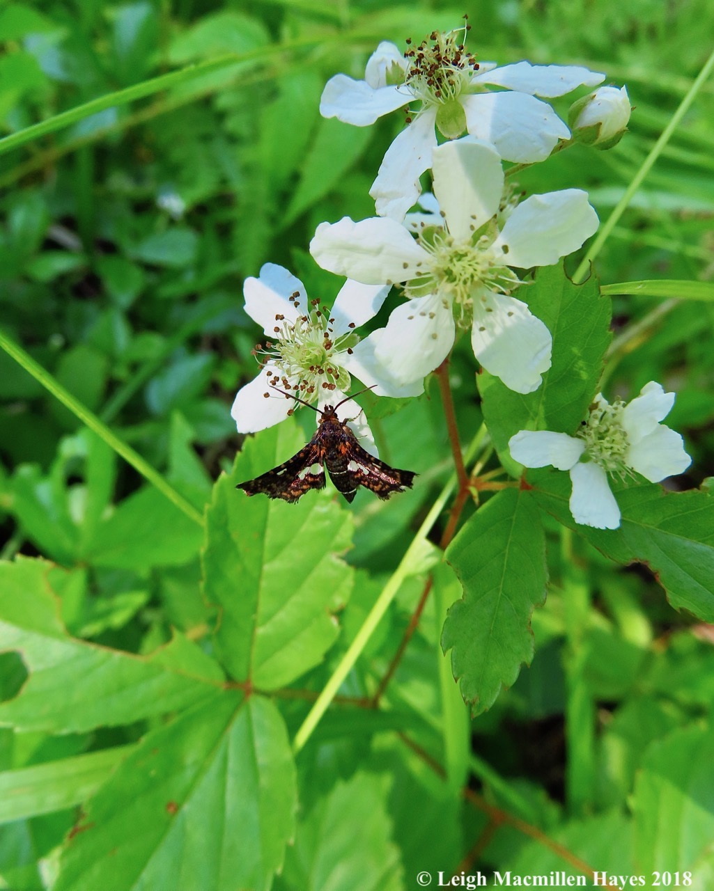 j18-common-dewberrysphinx-moth.jpg
