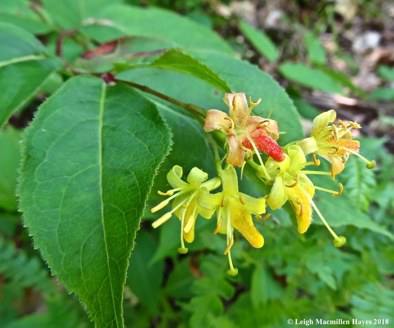 j20-northern-bush-honeysuckle.jpg