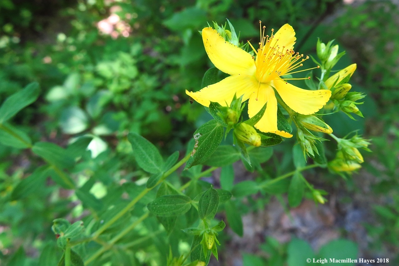 j21-spotted-st-johns-wort.jpg