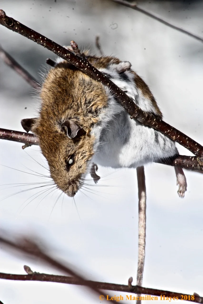 j-mouse-in-tree-crotch.jpg