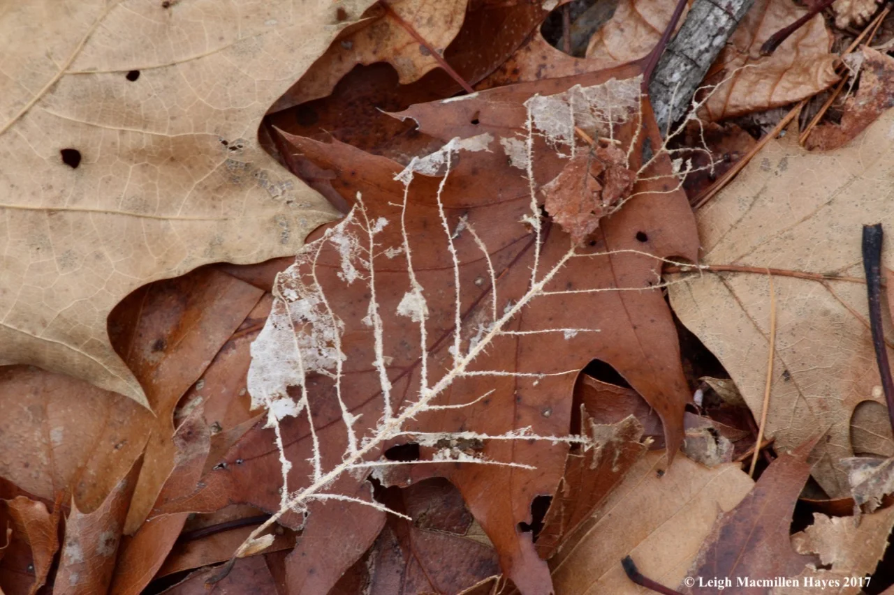 f-beech-leaf-skeleton.jpg