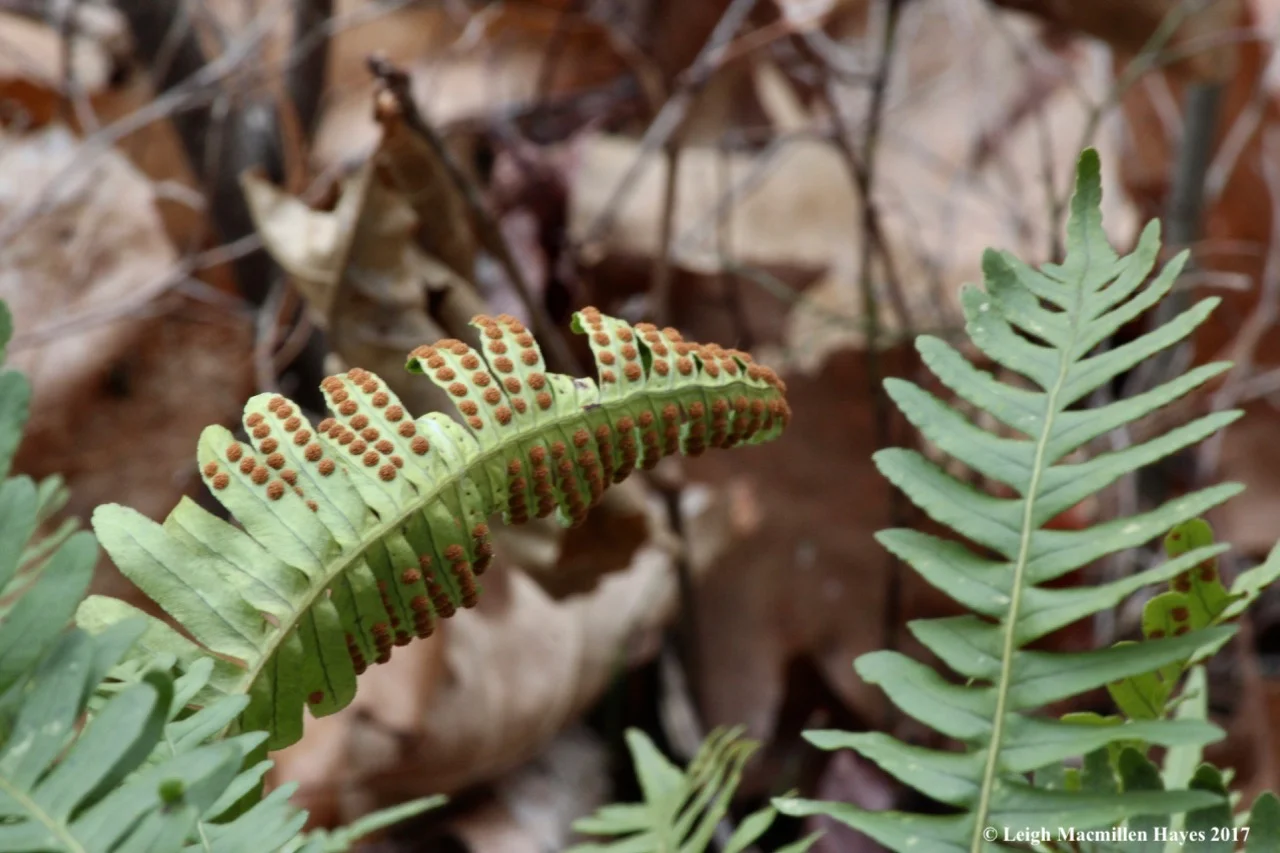 f-polypode-spores.jpg