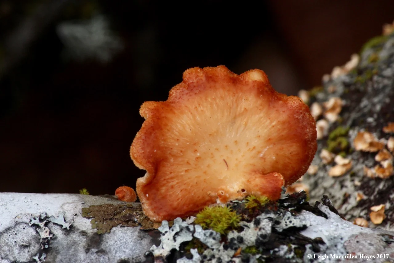 m5-hexagonal-pored-fungi-upperside.jpg