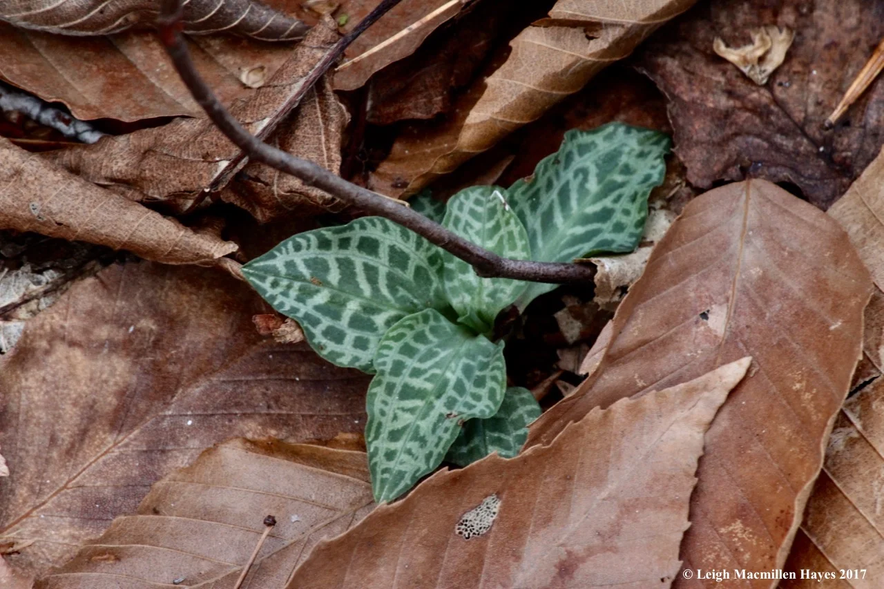 m7-checkered-rattlesnake-plantain.jpg