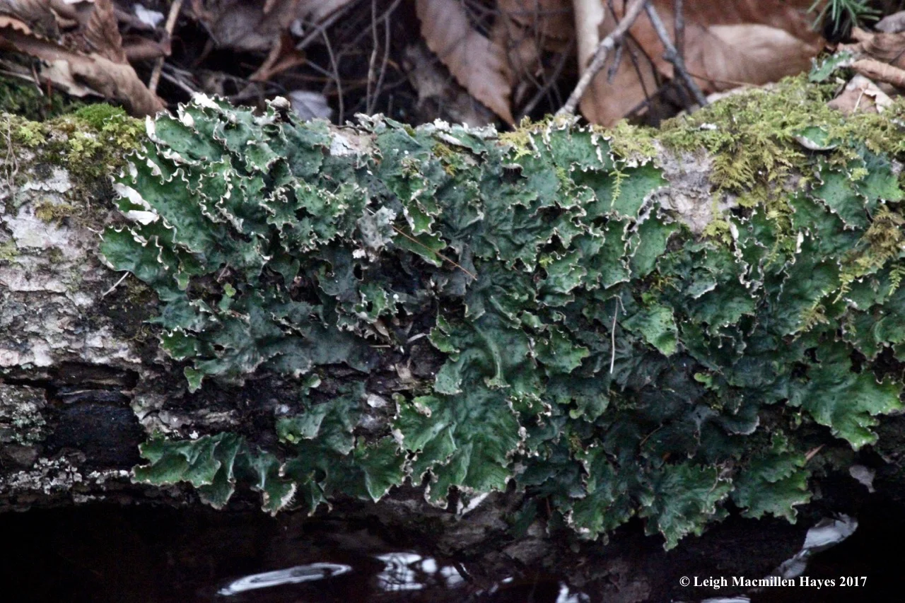 m10-umbilicate-lichen.jpg