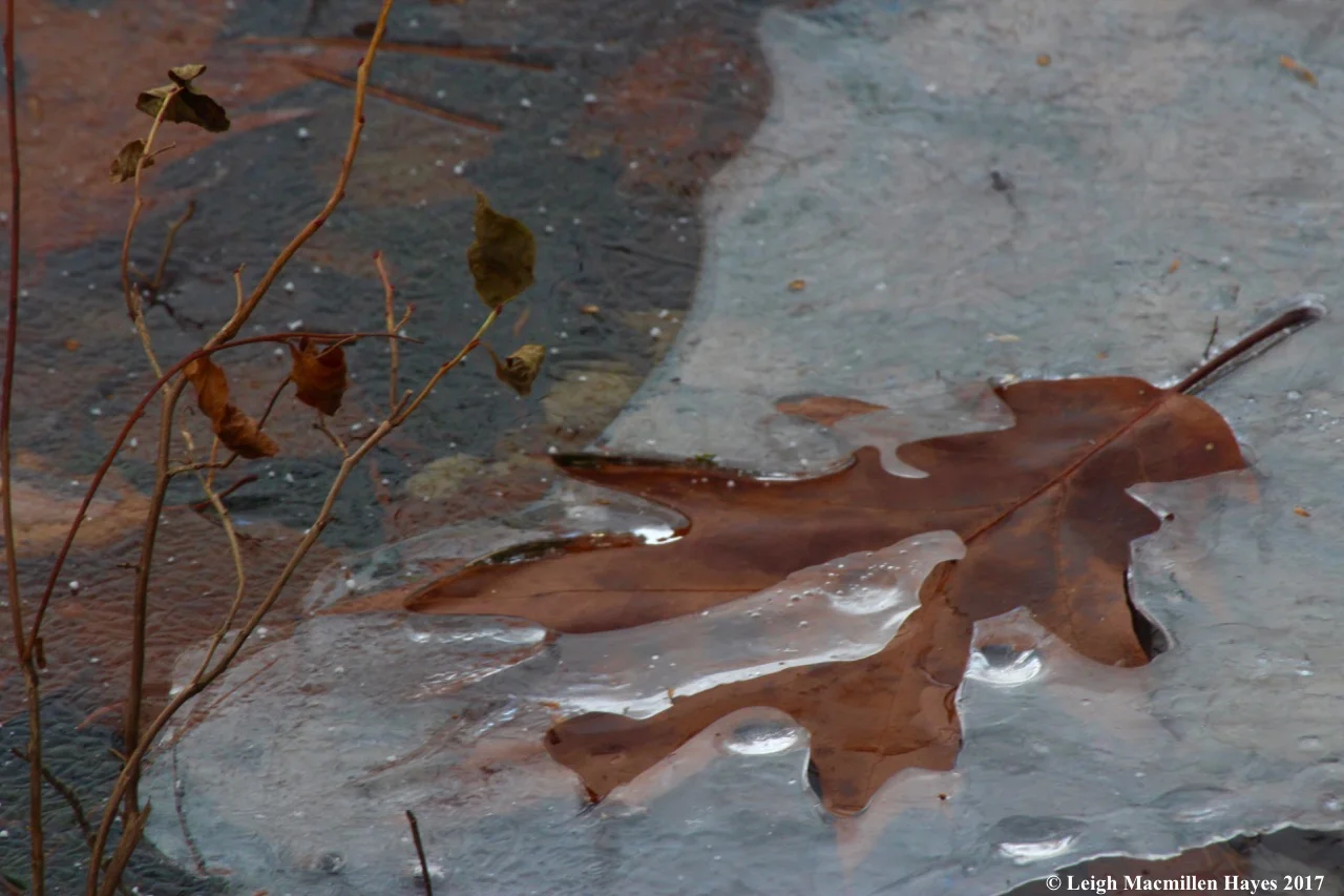 m16-oak-leaf-and-ice.jpg