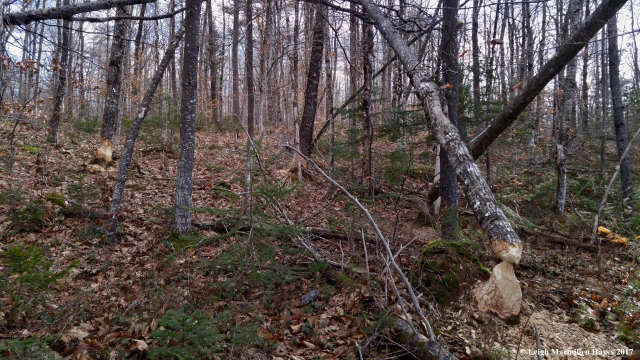 m23a-not-all-cuts-work-in-the-beavers-favor.jpg