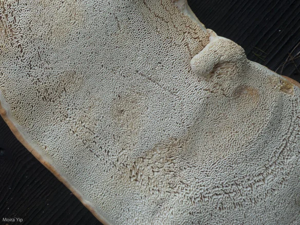 p1080636.jpg