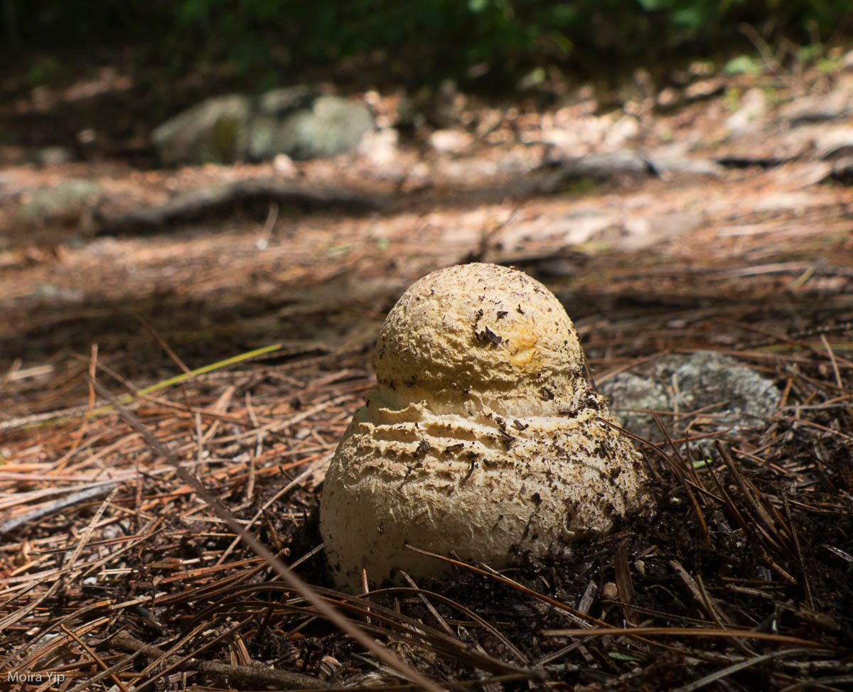 This cottage-loaf-shaped one turned into..