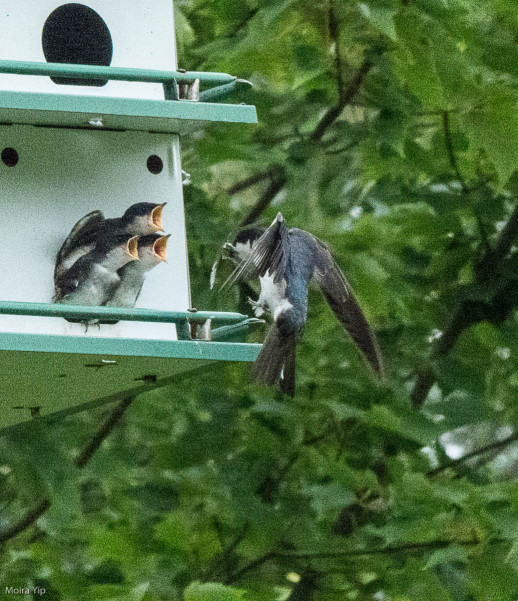 She often fed them without touching down at all