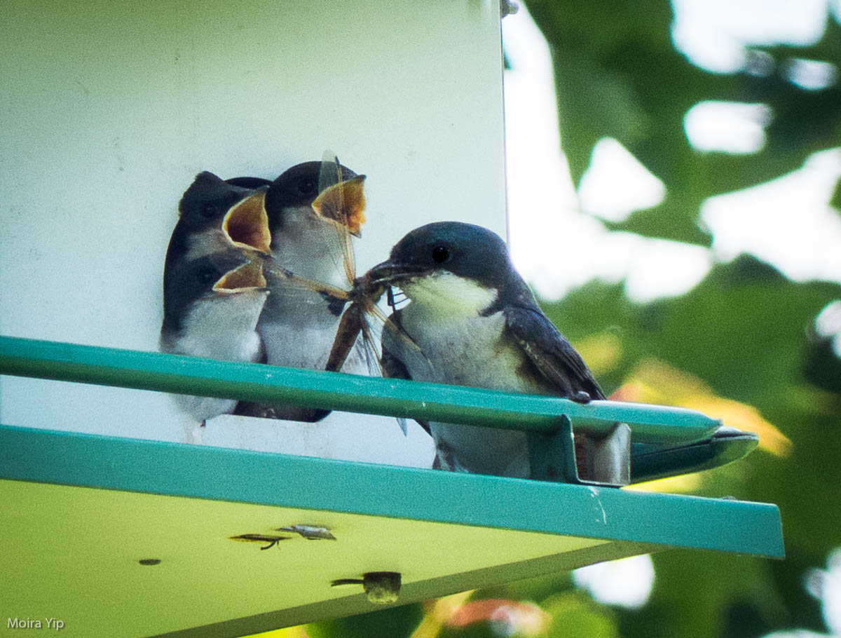 It took a while to ram this down the throat of the largest chick
