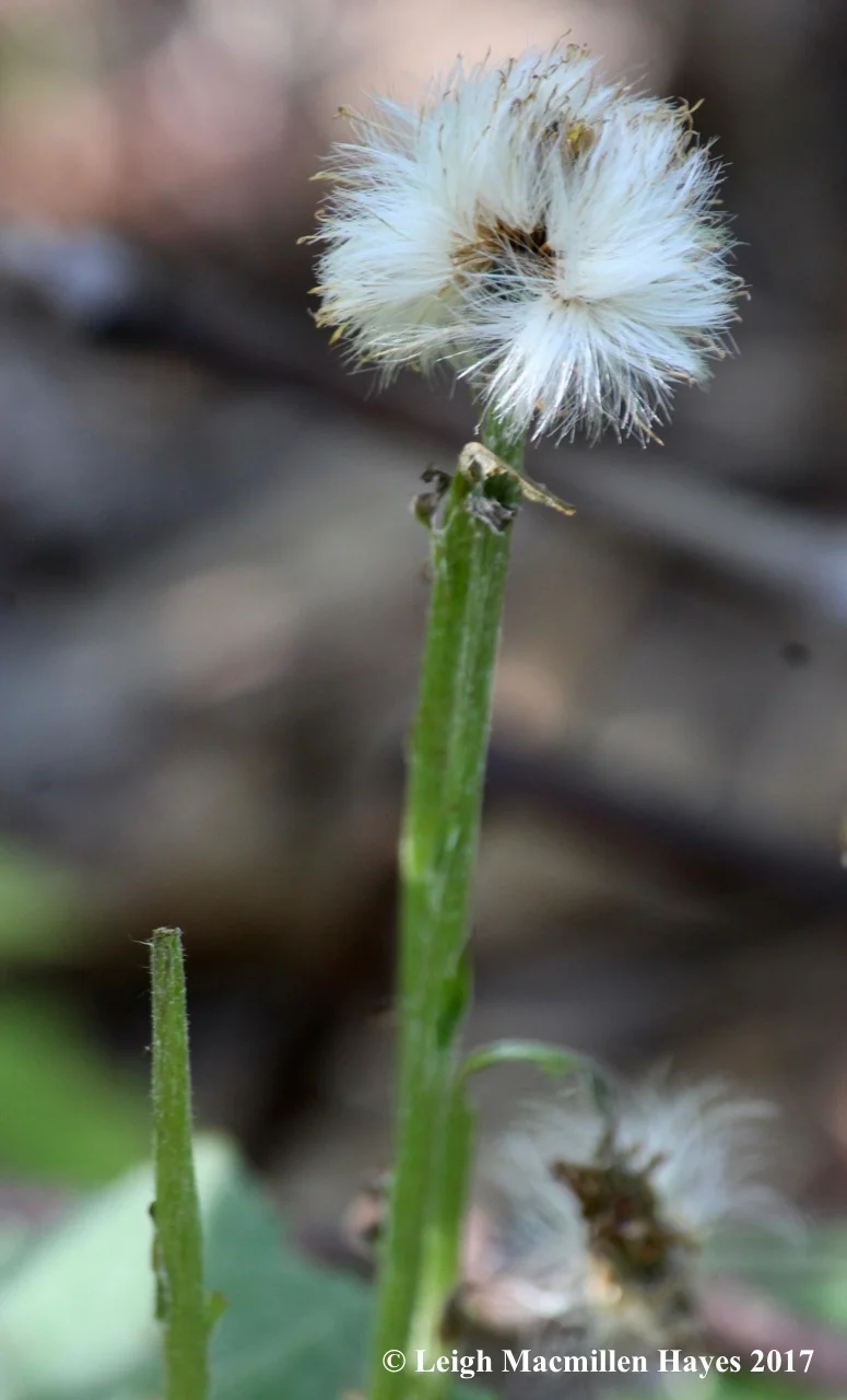 l-coltsfoot.jpg