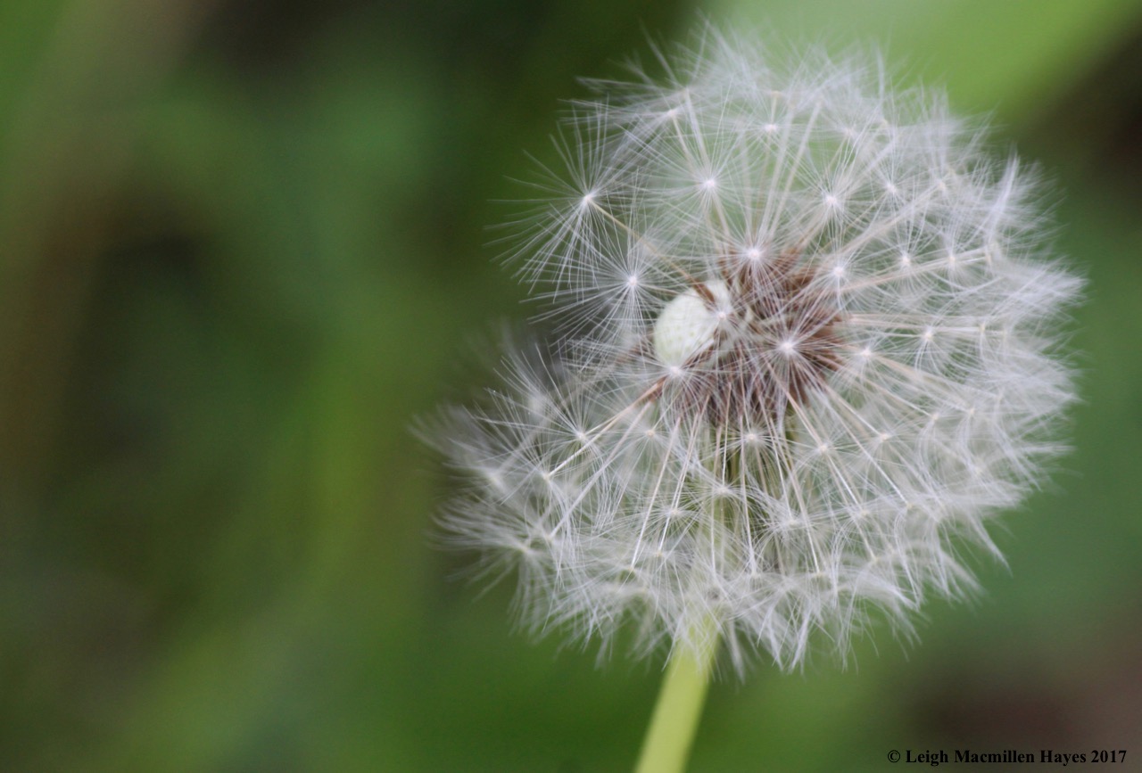 l-dandelion-seed-head.jpg